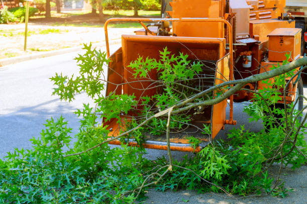 Best Tree Disease Treatment  in Camp Barrett, VA